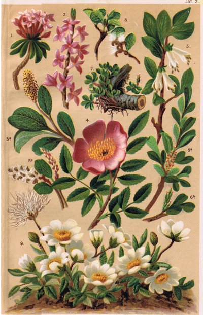 Plantas alpinas, ilustración de 
