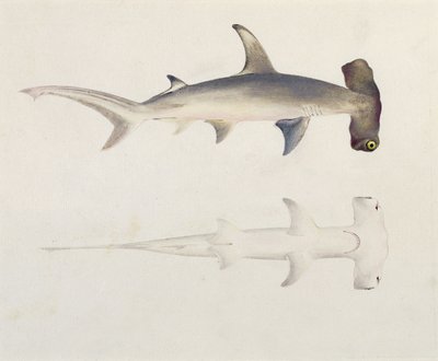 Un tiburón martillo, Loheia, anteriormente atribuido a James Bruce (1730-94) de Luigi Balugani