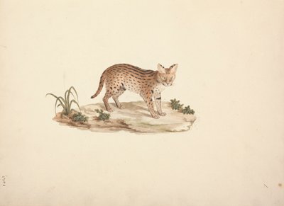 Gato montés africano o serval de Luigi Balugani