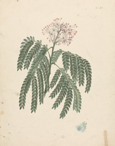 Albizia gummifera (J.F.Gmel.) C.A. Sm. (Albizia gummifera): dibujo terminado con pequeñas variaciones en la cabeza floral de Luigi Balugani