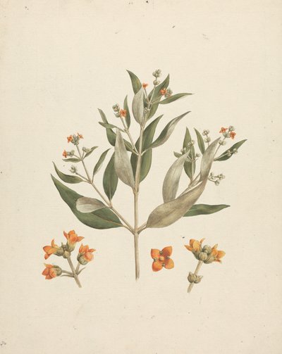 Avicennia marina (Forssk.) Vierh. (mangle blanco): dibujo acabado del brote floral con detalles de las flores de Luigi Balugani