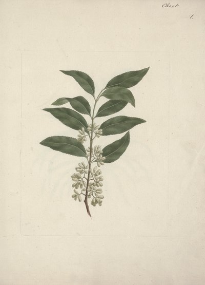 Catha edulis Forssk. (Khath): dibujo terminado de Luigi Balugani