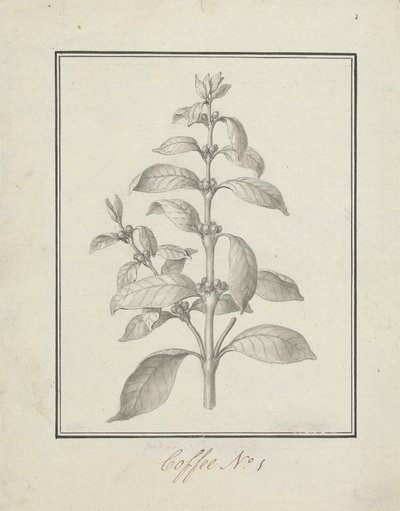 Coffea arabica L. (Café Arábica): dibujo acabado de brotes foliares y bayas de Luigi Balugani