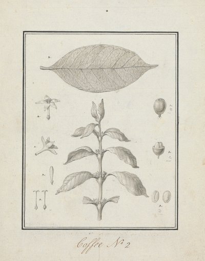 Coffea arabica L. (Café arábica): dibujo acabado de brote frondoso, con detalles de flores, hoja y frutos. de Luigi Balugani