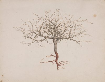 Commiphora gileadensis (L.) C. Chr. (Bálsamo de Galaad, Opobalsam): dibujo acabado si hábito del árbol (con raíces). de Luigi Balugani