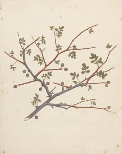 Commiphora gileadensis (L.) C. Chr. (Bálsamo de Gala, Opobalsam): dibujo acabado de la rama fructífera de Luigi Balugani