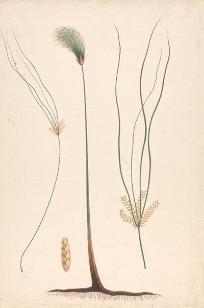 Cyperus papyrus L. (junco papiro): dibujo acabado de vapor y cabezuela floral, con detalles de la inflorescencia a izquierda y derecha de Luigi Balugani