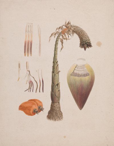 Ensete ventricosum (Welw.) Cheesman (plátano silvestre africano): dibujo terminado de Luigi Balugani