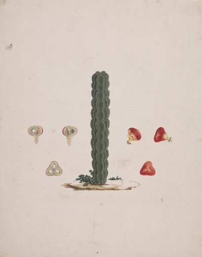 Euphorbia abyssinica J.F. Gmel. (Ethiopian Tree-Spurge): dibujo acabado de un solo tronco, con detalles de frutos enteros y disecados de Luigi Balugani