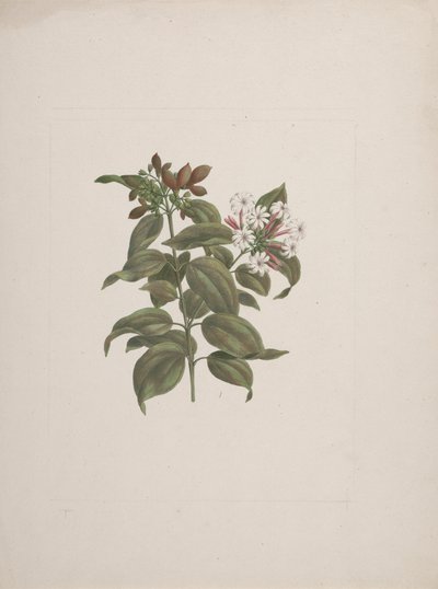 Jasminum dichotomun Vahl (jazmín africano): dibujo terminado de Luigi Balugani