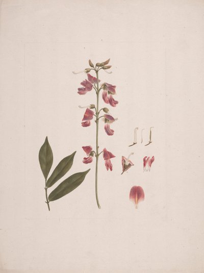 Millettia ferruginea (Hochst.) Baker: dibujo terminado con algunos detalles excluidos de Luigi Balugani