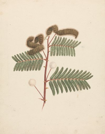 Mimosa pigra (L.): dibujo acabado de Luigi Balugani