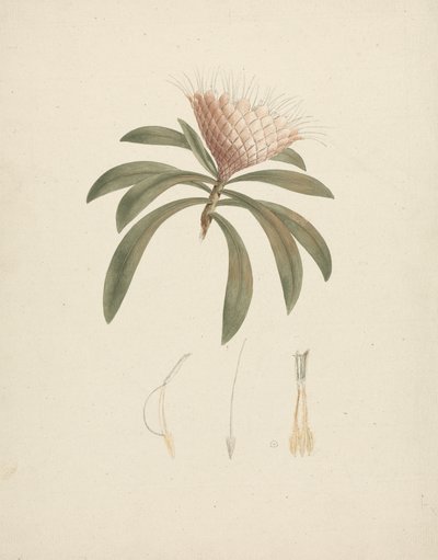 Protea gaguedi J.F. Gmel. (Protea): dibujo acabado con detalles florales de Luigi Balugani