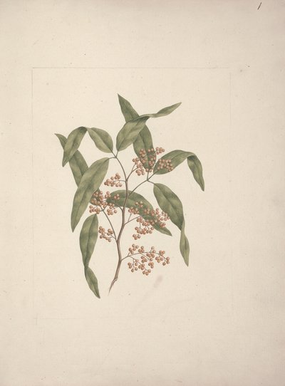 Rhus ? retinorrea Oliver: dibujo terminado de Luigi Balugani