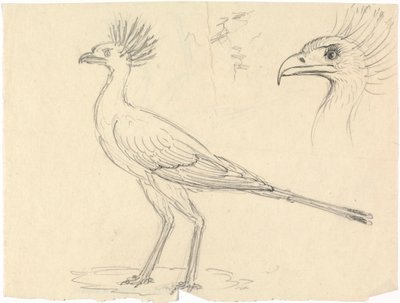Secretario Bird de Luigi Balugani