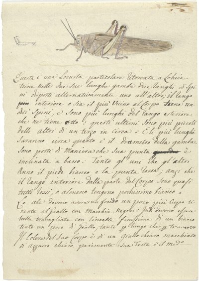 Estudio de un saltamontes, de Miscellaneous Sketches in Wrapper de Luigi Balugani