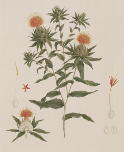 Sussa (Hojas, Flores y Detalles) anteriormente atribuido a James Bruce (1730-94) de Luigi Balugani