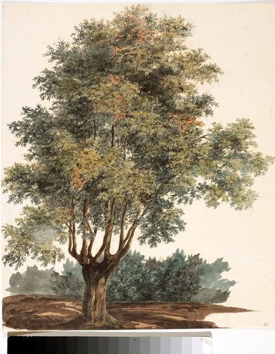 Árbol (acuarela, circa 1825) de Luigi Garibbo