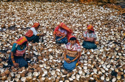 Indígenas del Archipiélago Mulatas de las Islas San Blas parten cocos para obtener copra... de Luis Marden