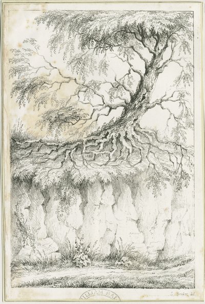 Dudley - Árbol: litografía, s.f. [c. 1825] de Luke Booker