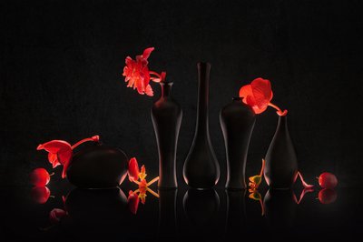 Flores carmesí en jarrones negros de Lydia Jacobs