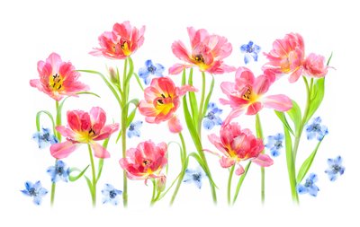 Tulipanes de un rosa delicado de Lydia Jacobs