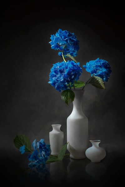 Elegantes hortensias azules de Lydia Jacobs