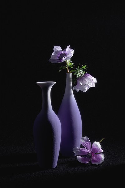 Elegantes anémonas moradas de Lydia Jacobs