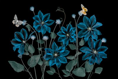  de Lydia Jacobs