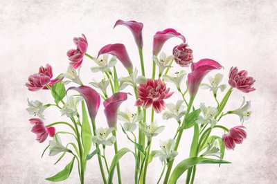 Flores frescas de color rosa y blanco de Lydia Jacobs
