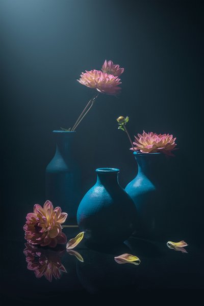 Dalias «Moody Pink» de Lydia Jacobs