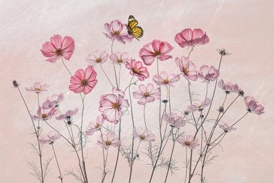  de Lydia Jacobs