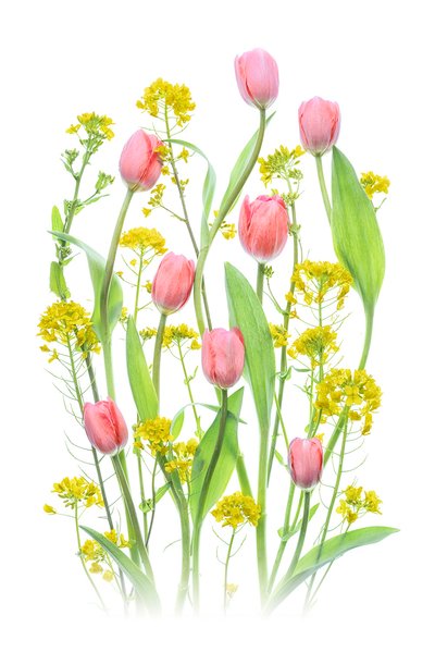 Tulipanes rosas y flores amarillas de Lydia Jacobs