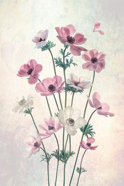 Bonitas amapolas danzantes de Lydia Jacobs