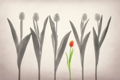 El tulipán rojo destaca de Lydia Jacobs