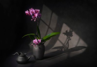 La elegancia de la orquídea en la sombra de Lydia Jacobs