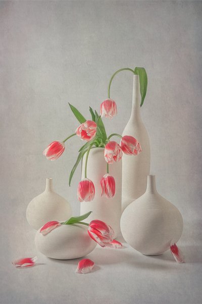 Tulipanes de color rosa pálido de Lydia Jacobs