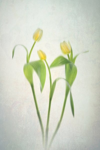 Tulipanes amarillos suaves de Lydia Jacobs