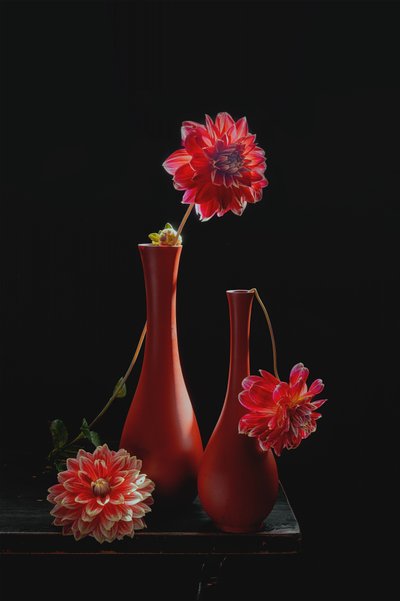 Naturaleza muerta con dalias de colores vivos de Lydia Jacobs