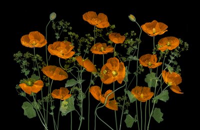 Amapolas de un naranja intenso de Lydia Jacobs