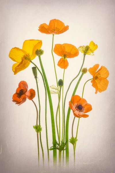 Ramo de amapolas de colores vivos de Lydia Jacobs