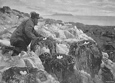 Nidos de cormoranes, Islas Farne, c1896 de M. Aunty