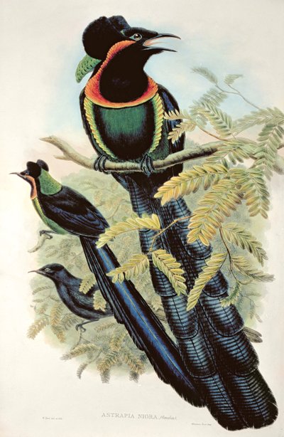Astrapia de Arfak, Astrapia Nigra - Ave del Paraíso de M. Hart