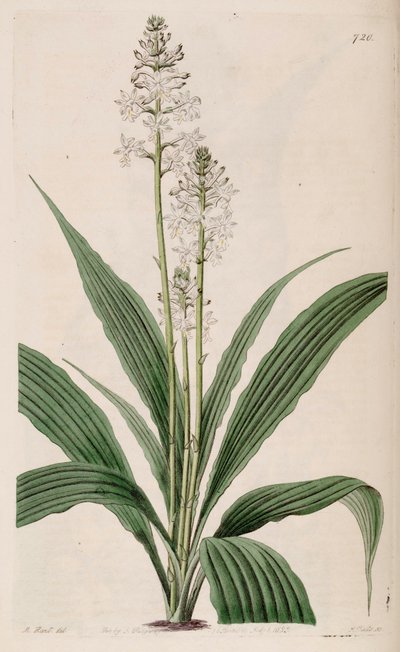 Ilustración de Calanthe triplicata (como sin. Calanthe veratrifolia) de M. Hart