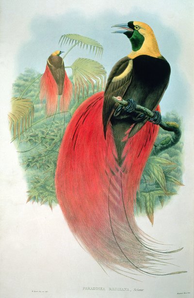 Paradisaea Raggiana de M. Hart