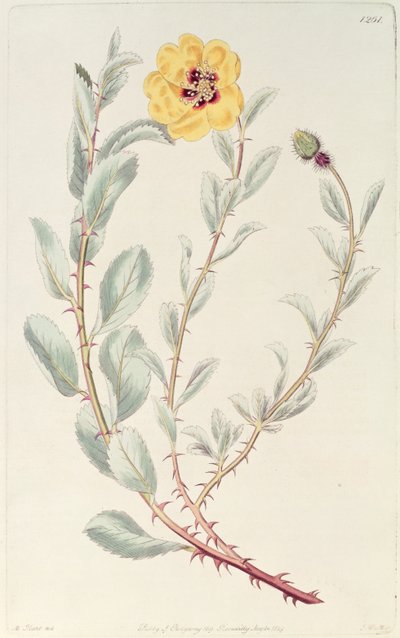 Rosa: persa del Registro Botánico, publicado en 1829 de M. Hart