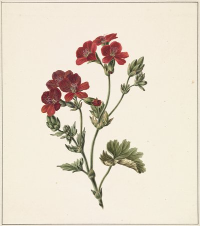 Flor roja de M. de Gijselaar