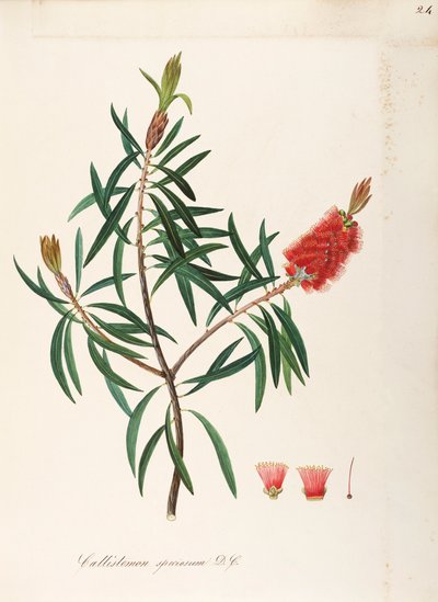 Albany Bottlebrush (Callistemon speciosum DC), Myrtaceae, Arbusto con hojas persistentes, nativo de Australia, acuarela de Maddalena Lisa Mussino