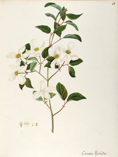 Cornejo en flor (Cornus florida), Cornaceae, pequeño árbol o arbusto originario de América del Norte, acuarela de Maddalena Lisa Mussino