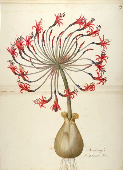 Lirio de Josefina (Brunsvigia josephinae), Amaryllidaceae por Maddalena Lisa Mussino, acuarela de Maddalena Lisa Mussino